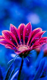 Image result for Flower Phone Wallpaper Android