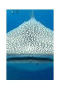Image result for Largest Fish in the Ocean