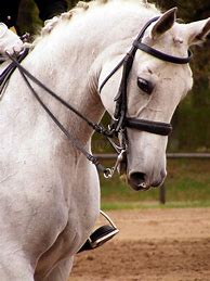 Image result for Stock Images of Horse with Bridle