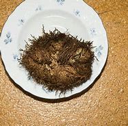 Image result for What Is Moss