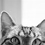 Image result for Hipster Kitty