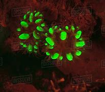 Bildergebnis für Coral reef fluorescence