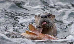 Image result for River Otter Teeth