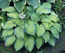 Bildergebnis für Hosta Princess Anastacia