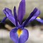 Image result for Iris hollandica Autumn Princess