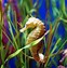 Image result for Seahorse iPhone Wallpaper