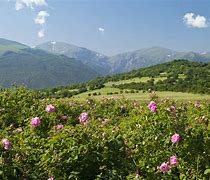 Image result for North Valley Rose
