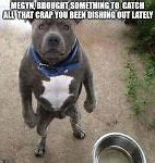 Image result for Bad Dog Meme