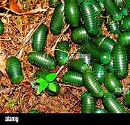 Image result for Millipede Pill Bug