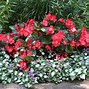 Image result for Red Begonia Flowers