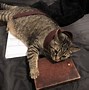 Image result for Taking Care of Business Cat Meme