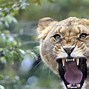 Image result for iPhone 14 Wallpaper Lion