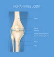 Image result for Knee Joint Anatomy