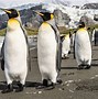 Image result for Largest Emperor Penguin Colony