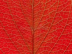 Image result for Red Leaf Texture
