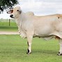 Image result for Female Brahman Cattle