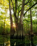 Image result for Swamp Photography