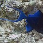 Image result for Red Fang Triggerfish