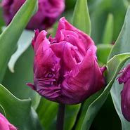 Image result for Tulipa Parrot Prince