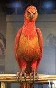 Image result for Harry Potter Phoenix Hooper