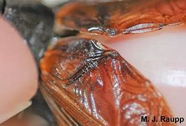 Image result for Cricket Wings That Rub