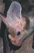Image result for Lesser Ghost Bat