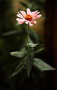 Image result for Daisies iPhone Wallpaper