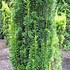 Image result for Taxus baccata Micro