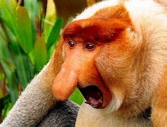 Image result for Animals with Large Noses