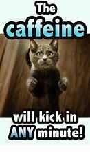 Image result for Memes Funny Cats Sleeping