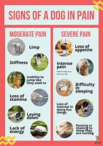 Image result for Dog Pain Chart