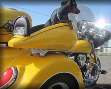 Image result for Motorcycle with Dog Sidecar