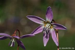 Image result for Erythronium dens-canis Rose Queen