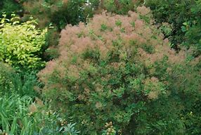 Image result for cotinus_coggygria