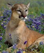 Image result for fauna