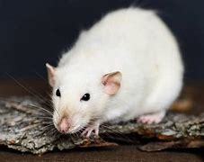 Image result for Fancy Little Rat