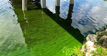 Image result for algal�