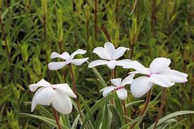 Image result for Rhodohypoxis baurii Alba