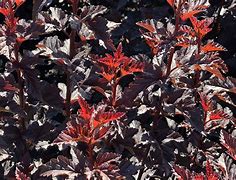 Image result for Physocarpus opulifolius PANTHER