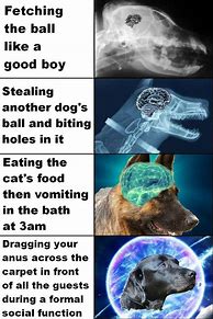 Image result for Expanding Dog Brain Meme