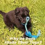 Image result for Dog Shaking Rope Toy