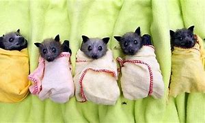 Image result for Funny Small Bat