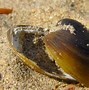 Image result for Coquillage Allongé