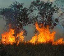 Image result for Prescribed Burning Australia
