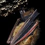 Image result for Rubber Bat Winged Skull