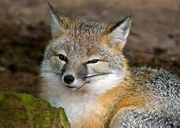Image result for oprah jaime foxx taylor swift megan fox