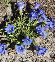 Image result for Gentiana angustifolia