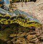 Image result for Biggest Snake of the World