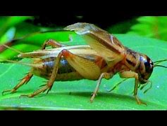 Image result for Live Cave Crickets for Sale