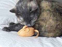 Image result for Catnip Toy Sewing Pattern